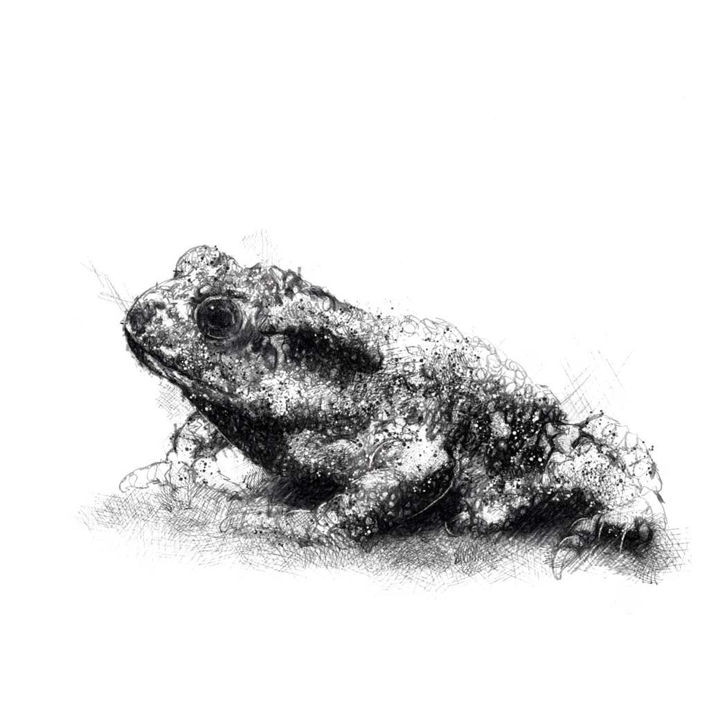 Common toad