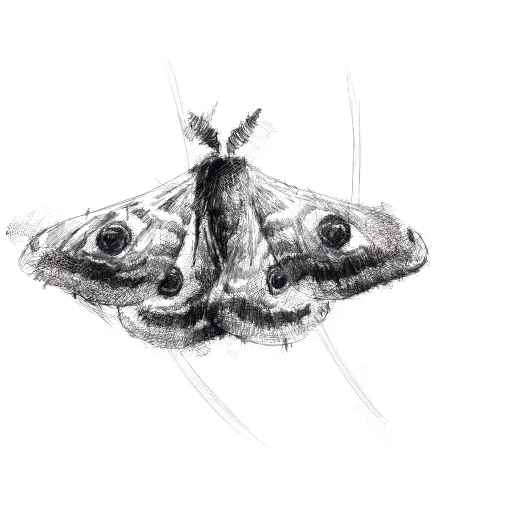 Owl moth