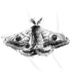 Owl moth