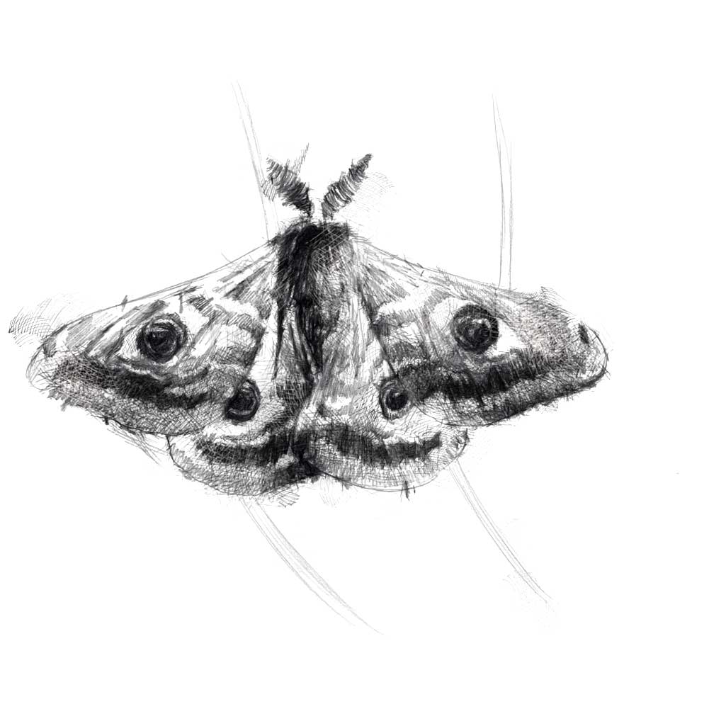 Owl moth