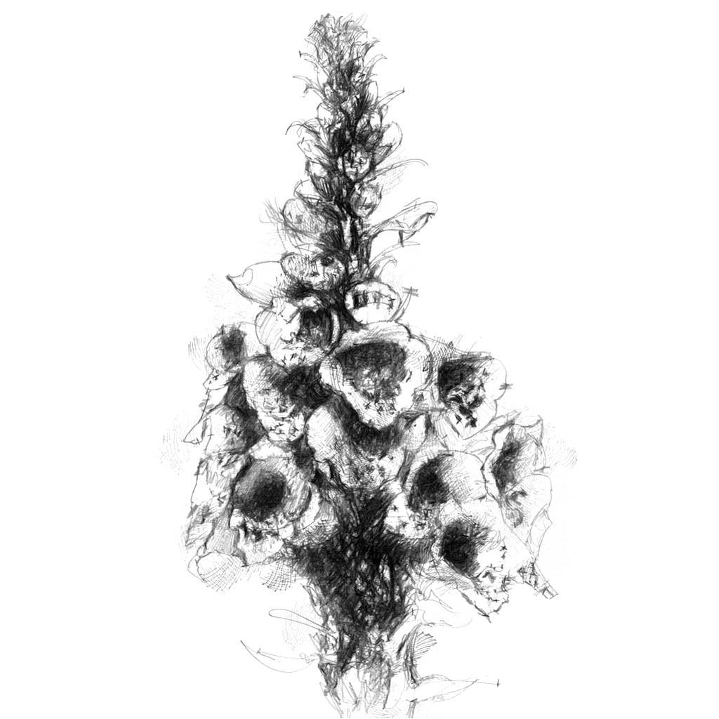Foxglove