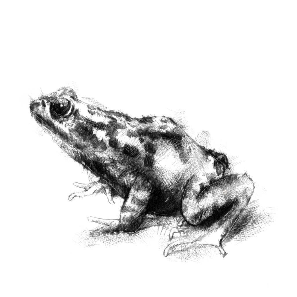 Common frog