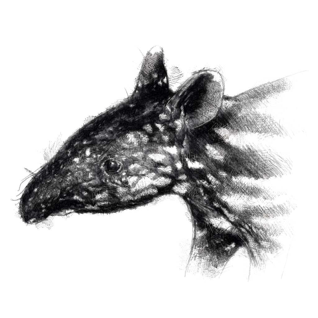 Tapir
