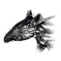 Tapir