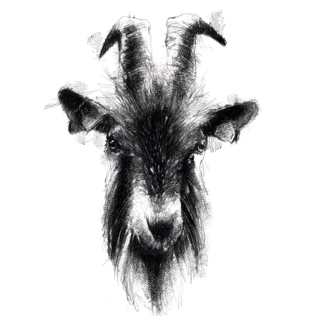 Billy goat
