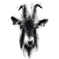 Billy goat