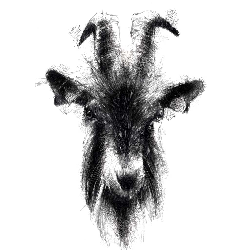 Billy goat