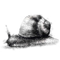Garden snail