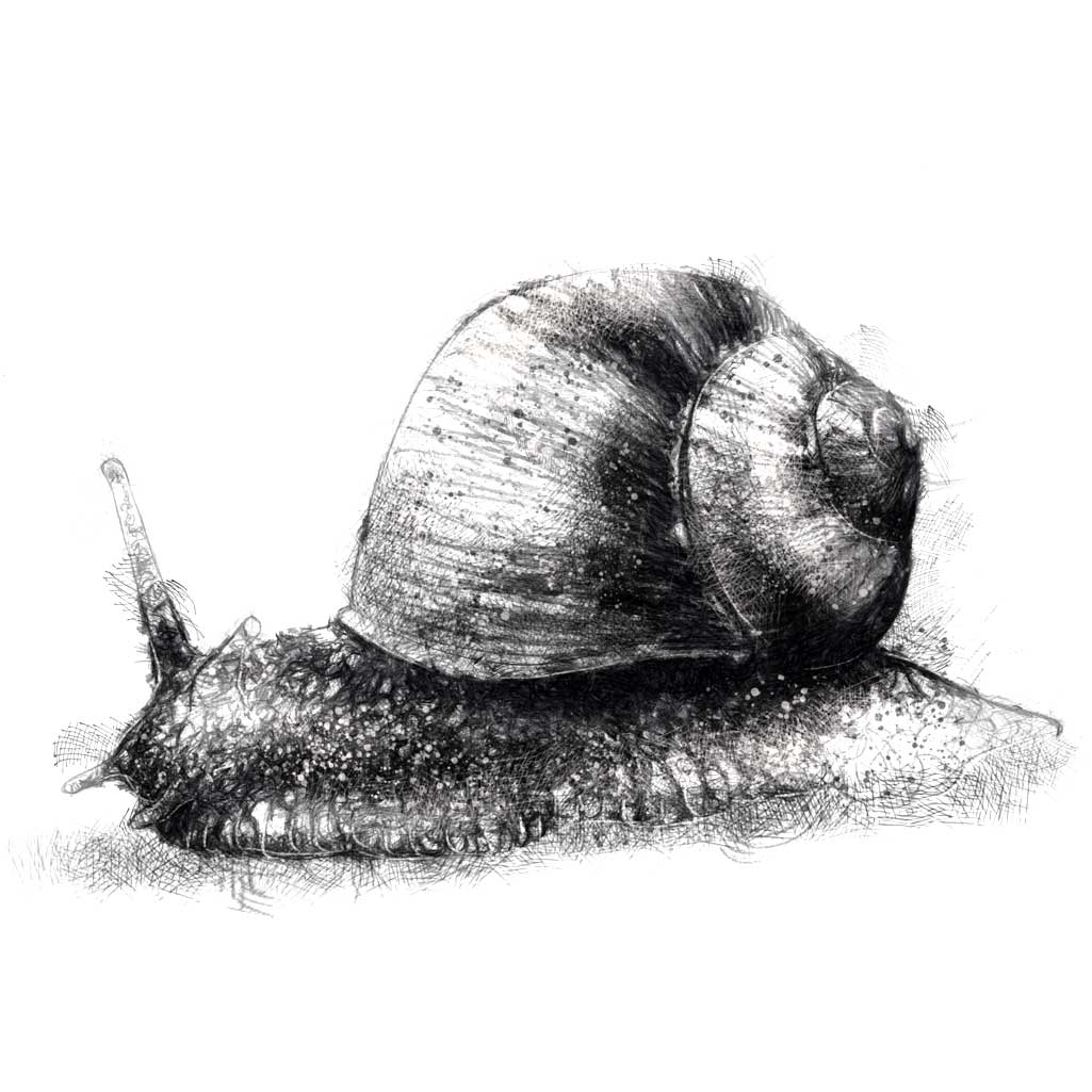 Garden snail