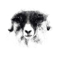 Black-faced sheep