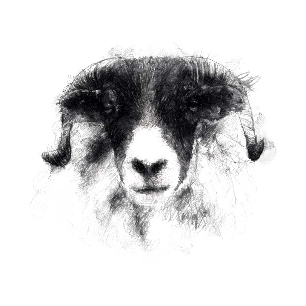 Black-faced sheep