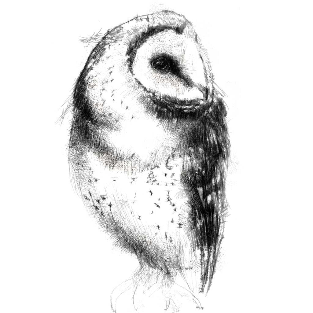 Barn owl