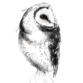 Barn owl