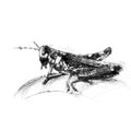 Grasshopper