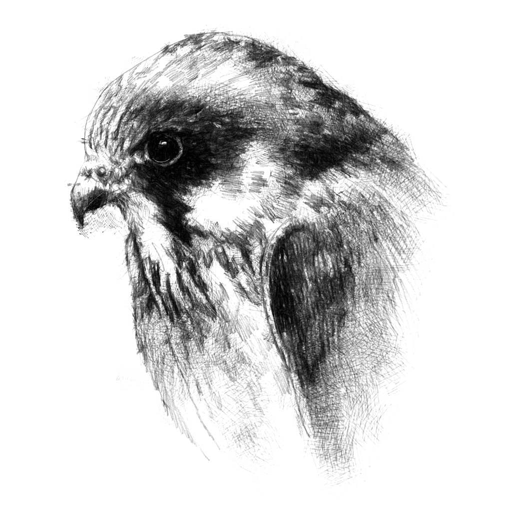 Peregrine falcon