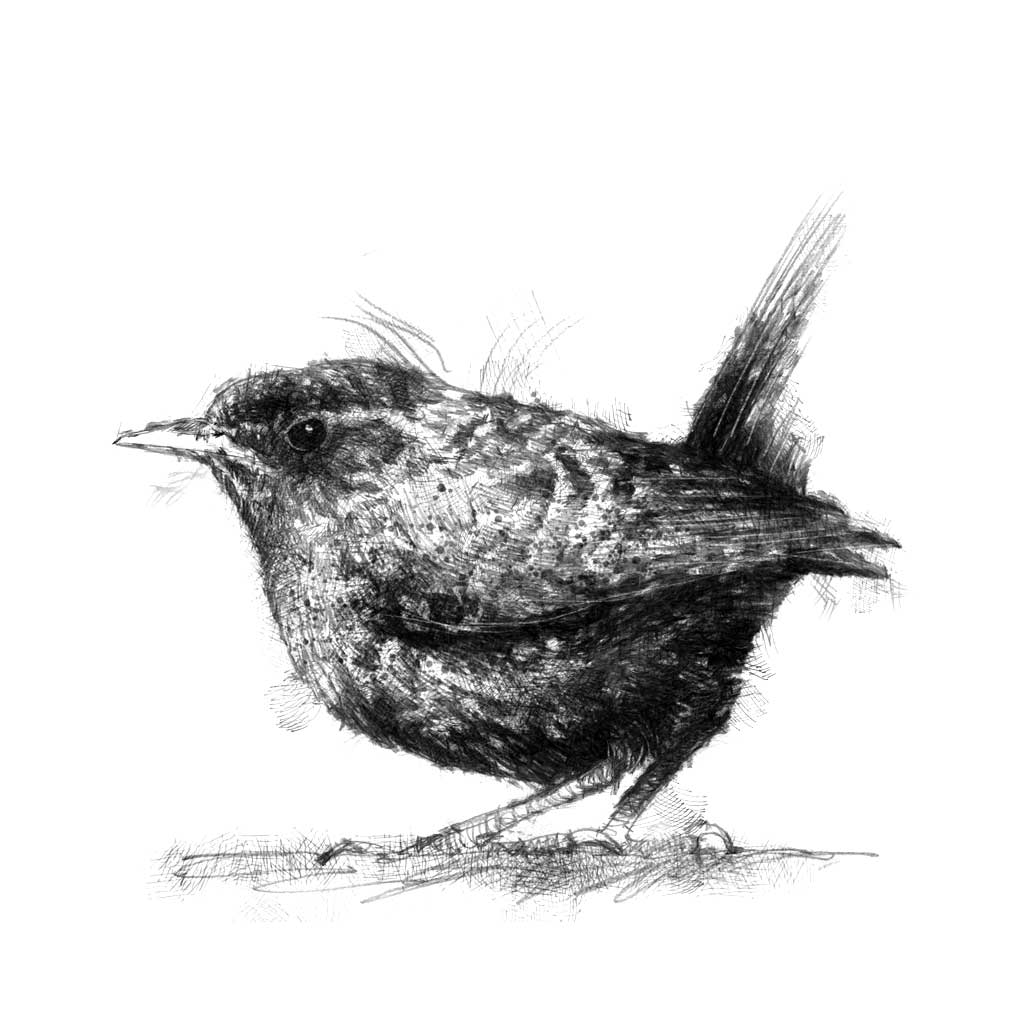 Little wren