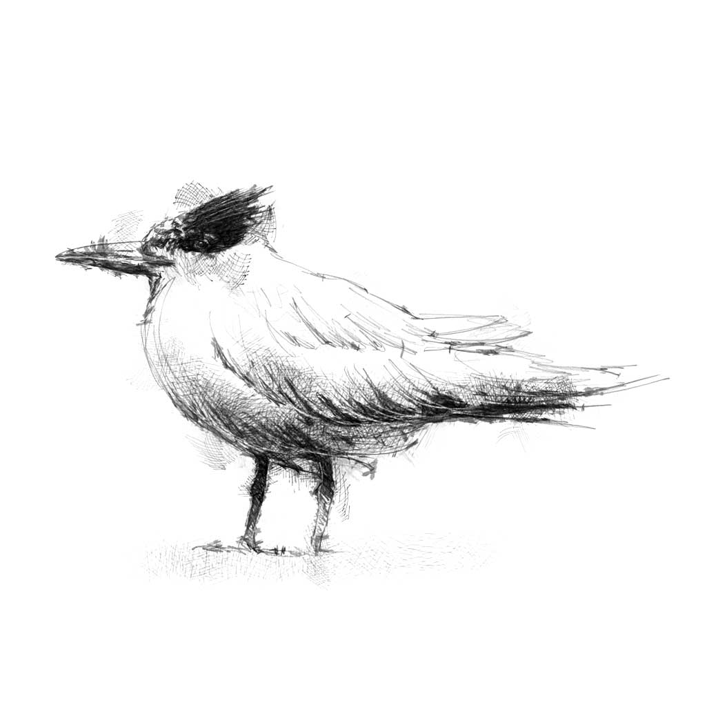 Tern sea bird