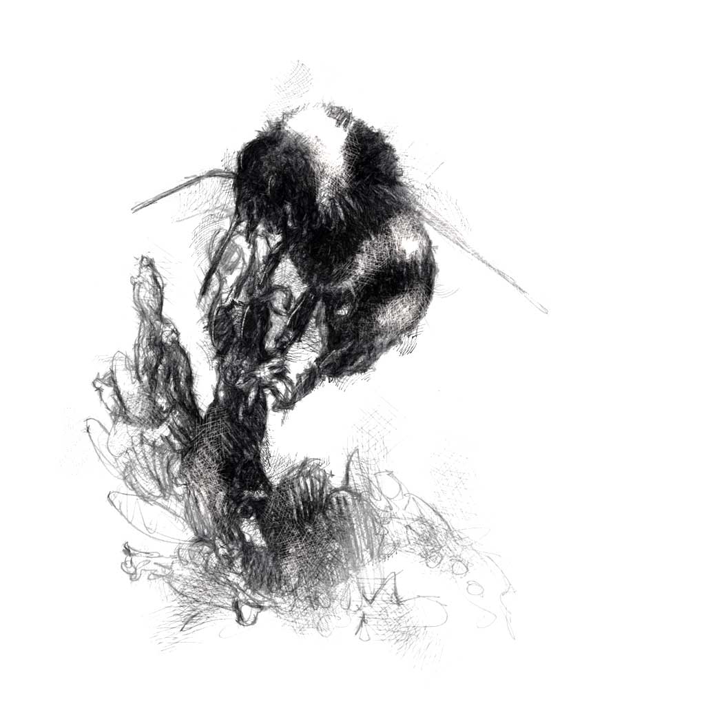 Bumble bee