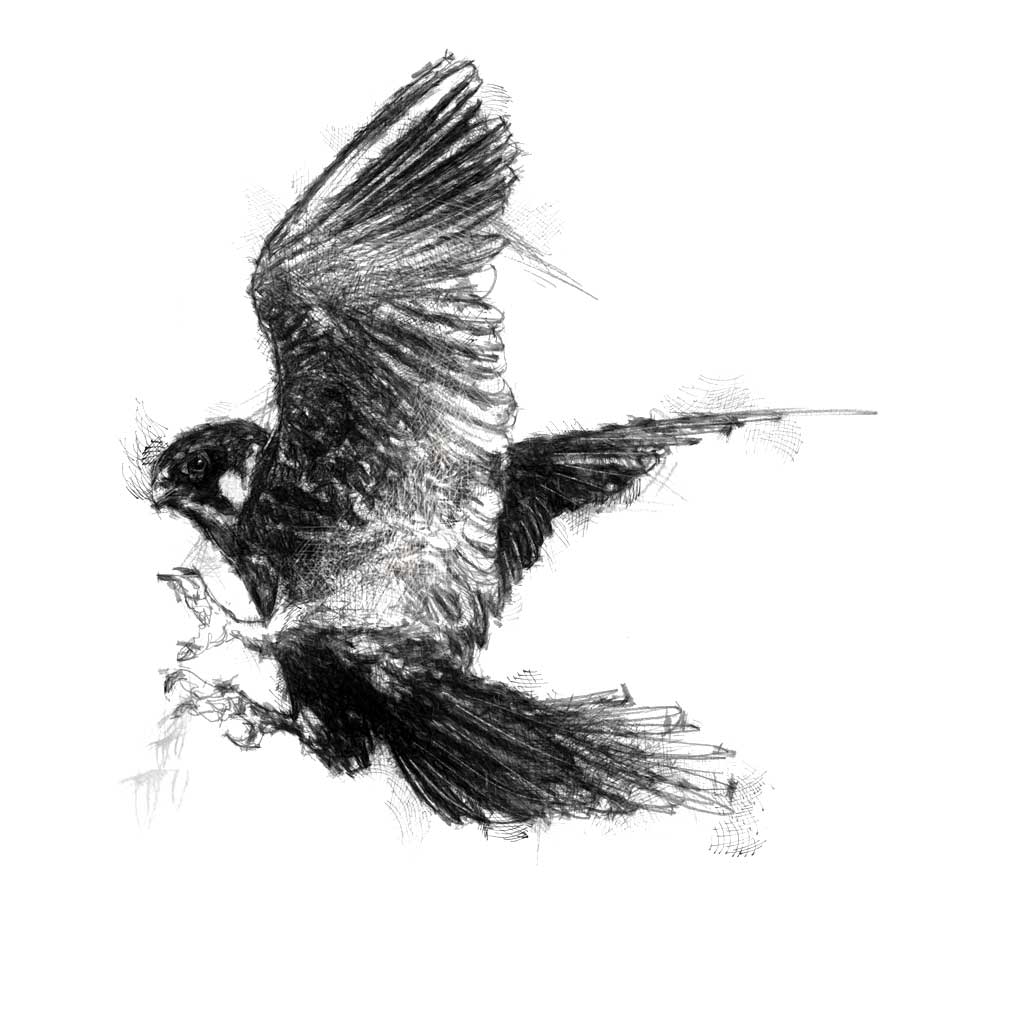 Peregrine falcon flight