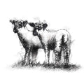 Lambs