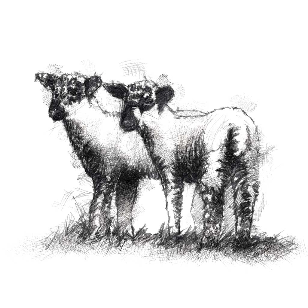 Lambs
