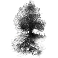 Slate quary tree