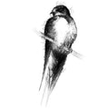 Swallow