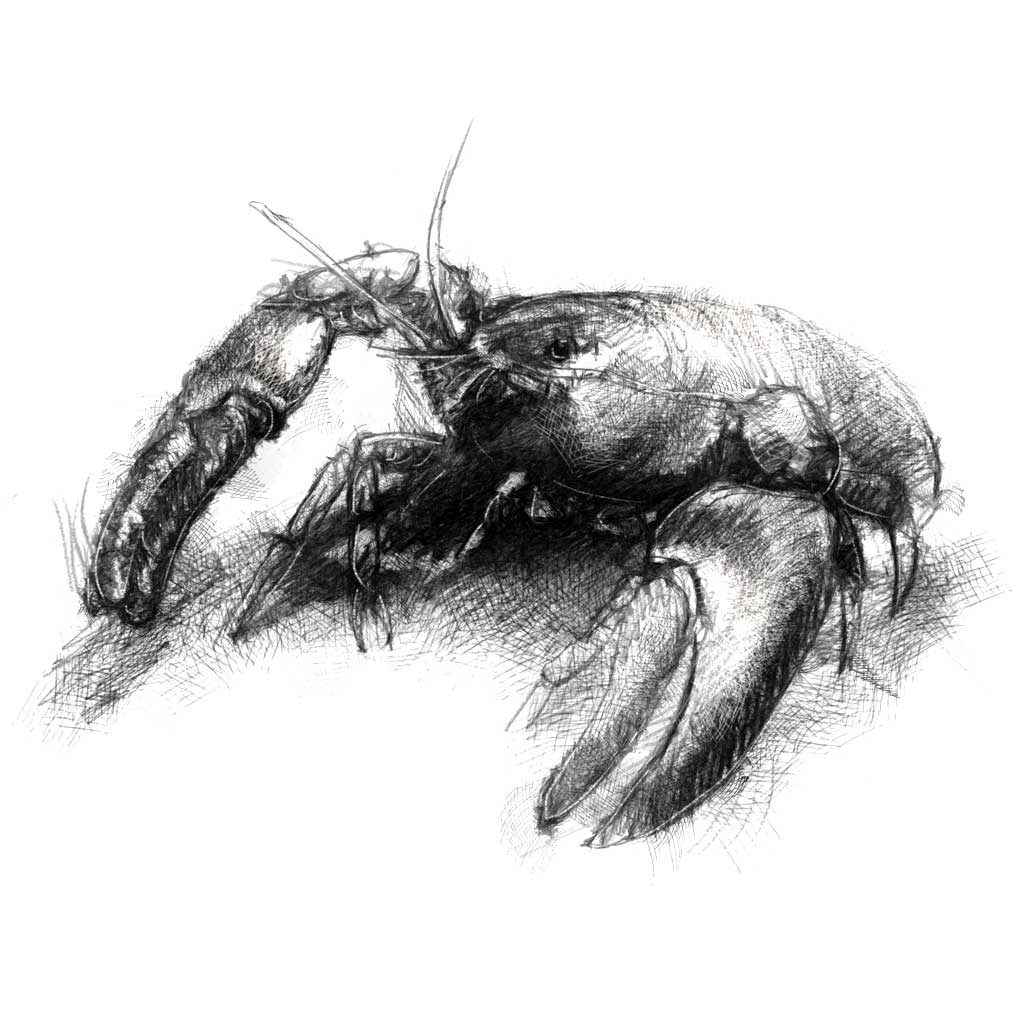 Crayfish