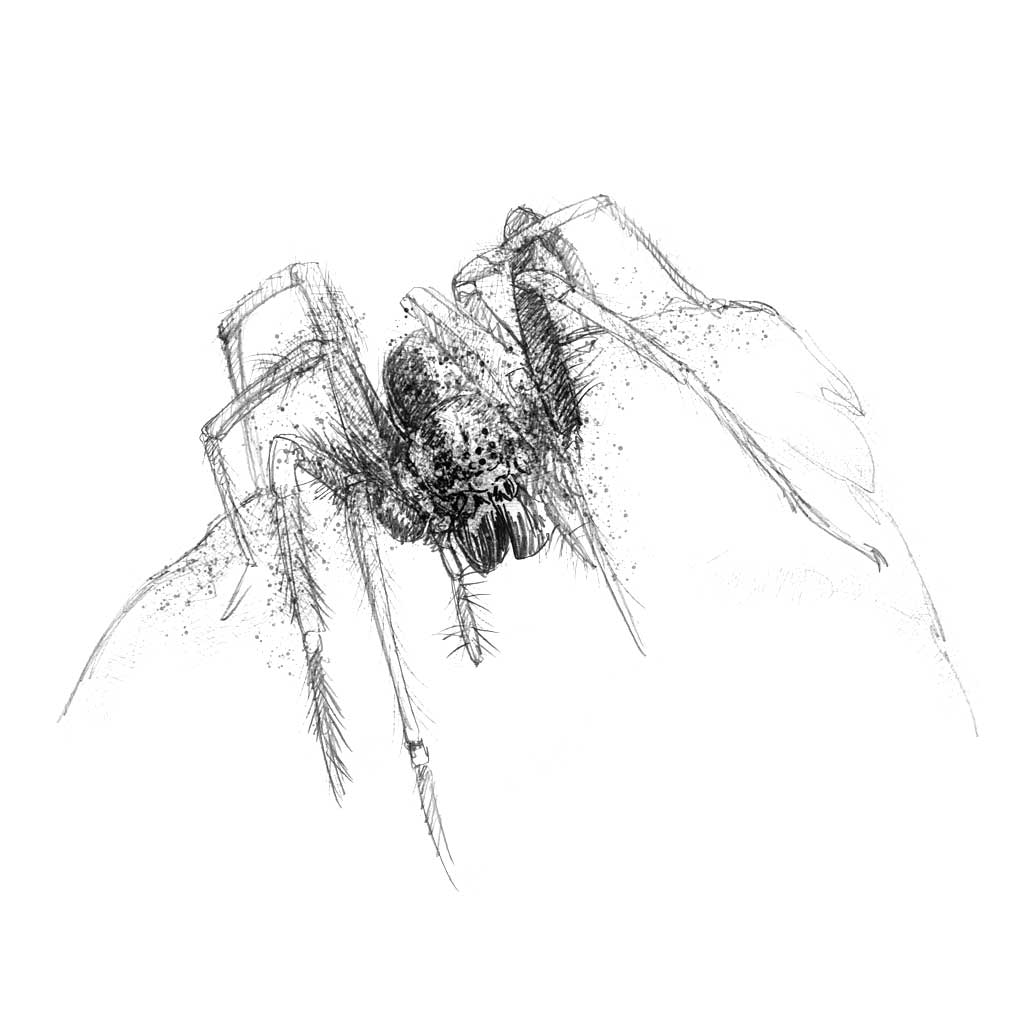 House spider