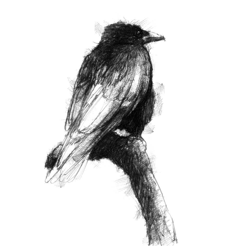 Carrion crow
