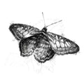 Fritillary butterfly