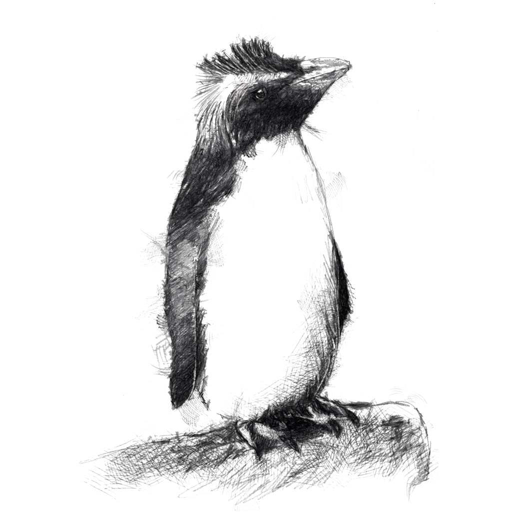 Rock hopper penguin