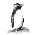 Rock hopper penguin