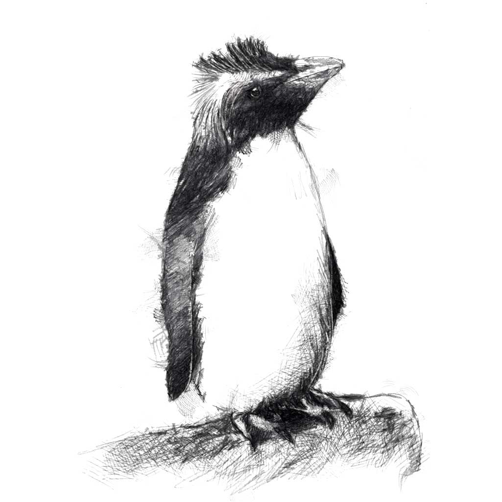 Rock hopper penguin