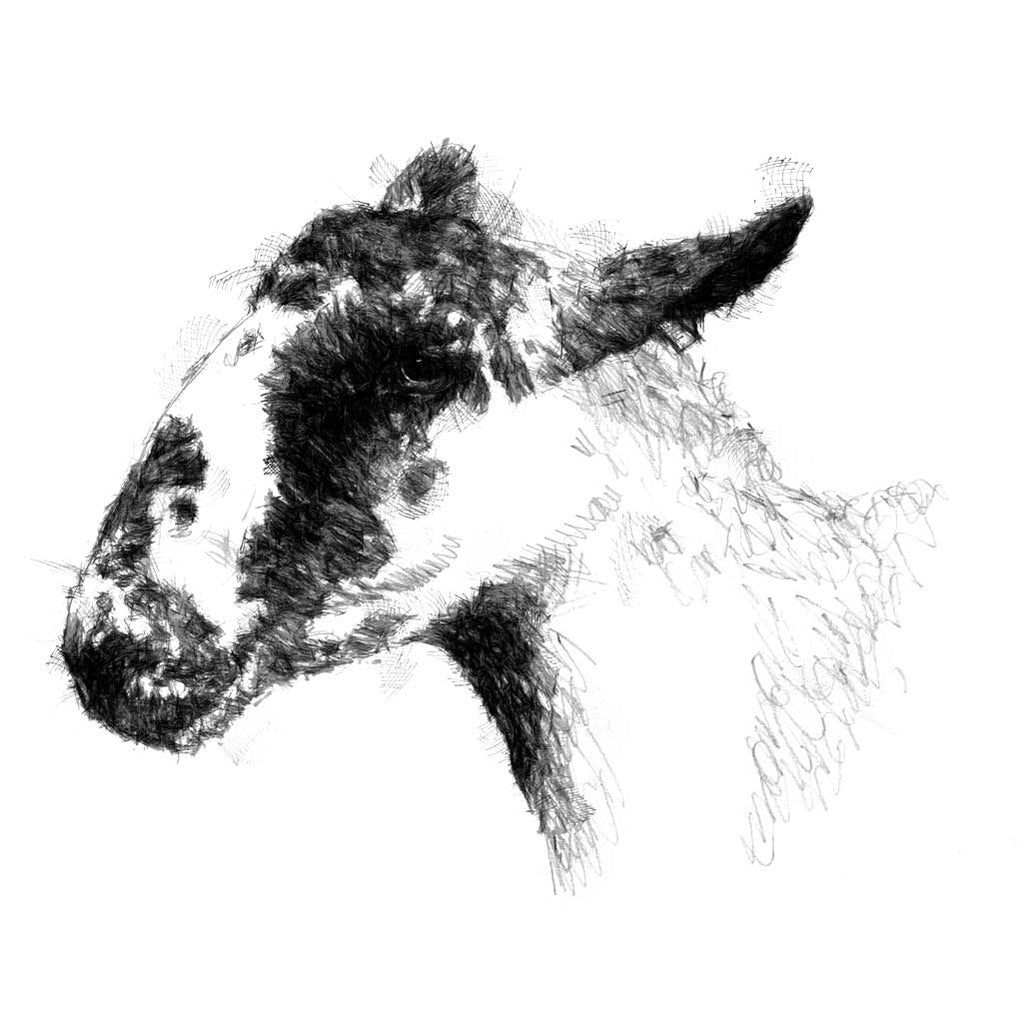 Speckled-faced sheep