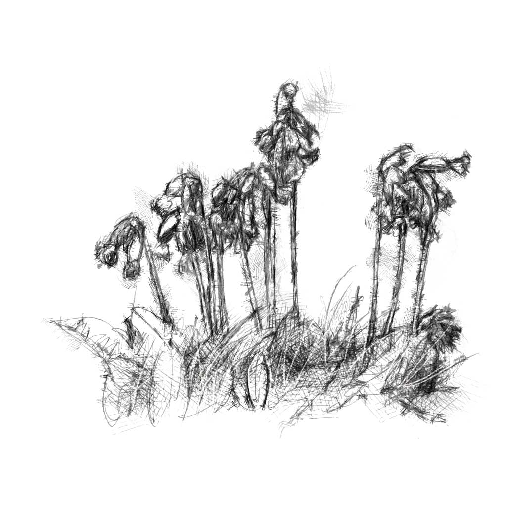 Cowslip