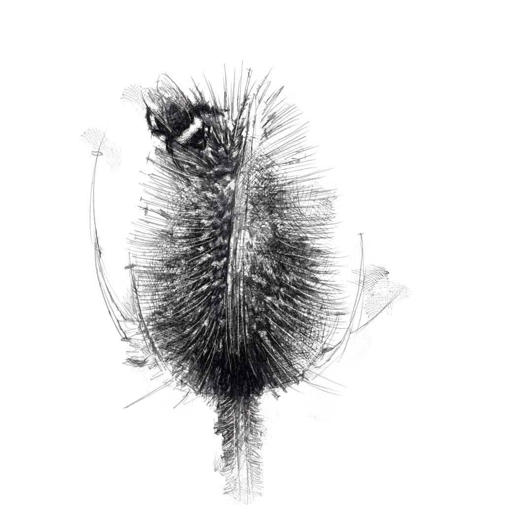 Bee teasel