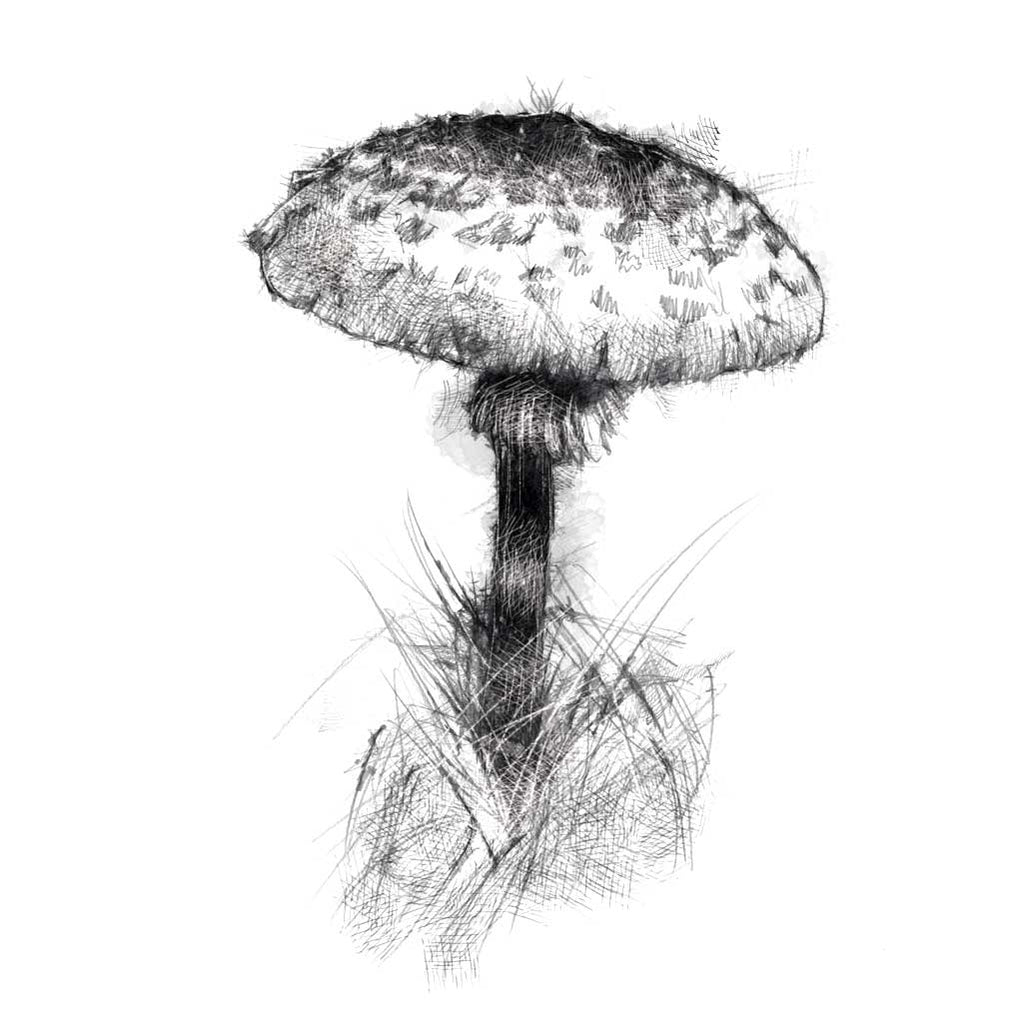 Fungi