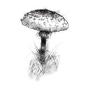 Fungi