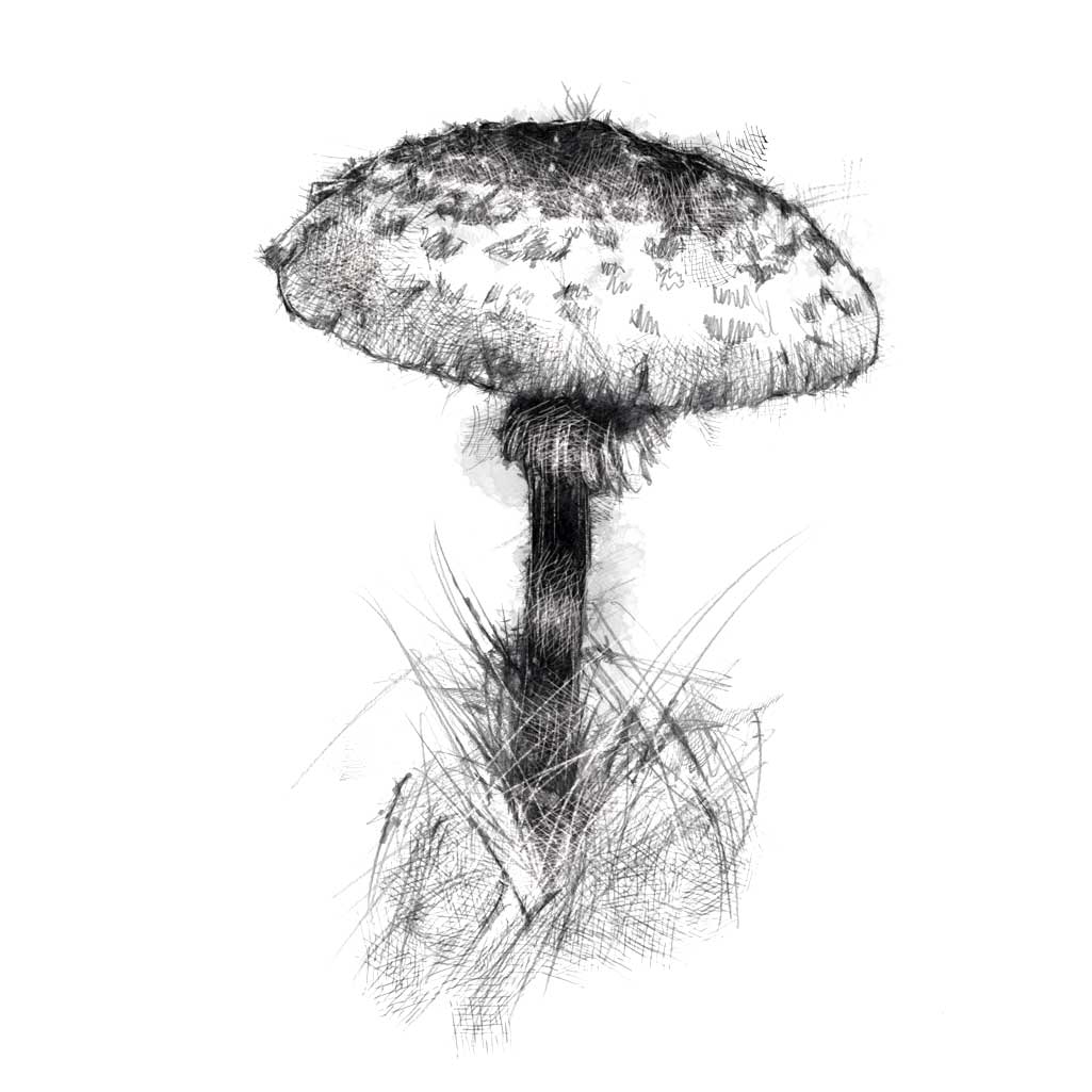 Fungi
