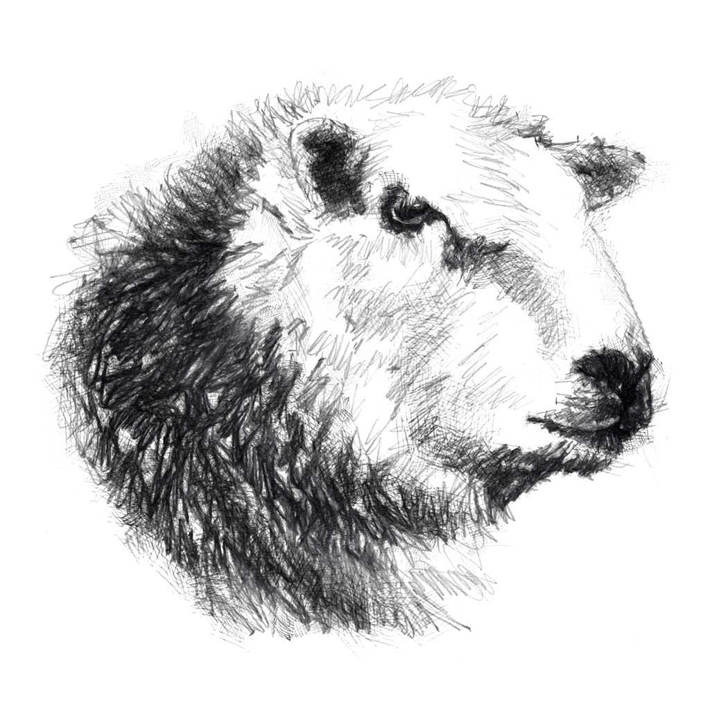 Herdwick ram