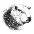 Herdwick ram