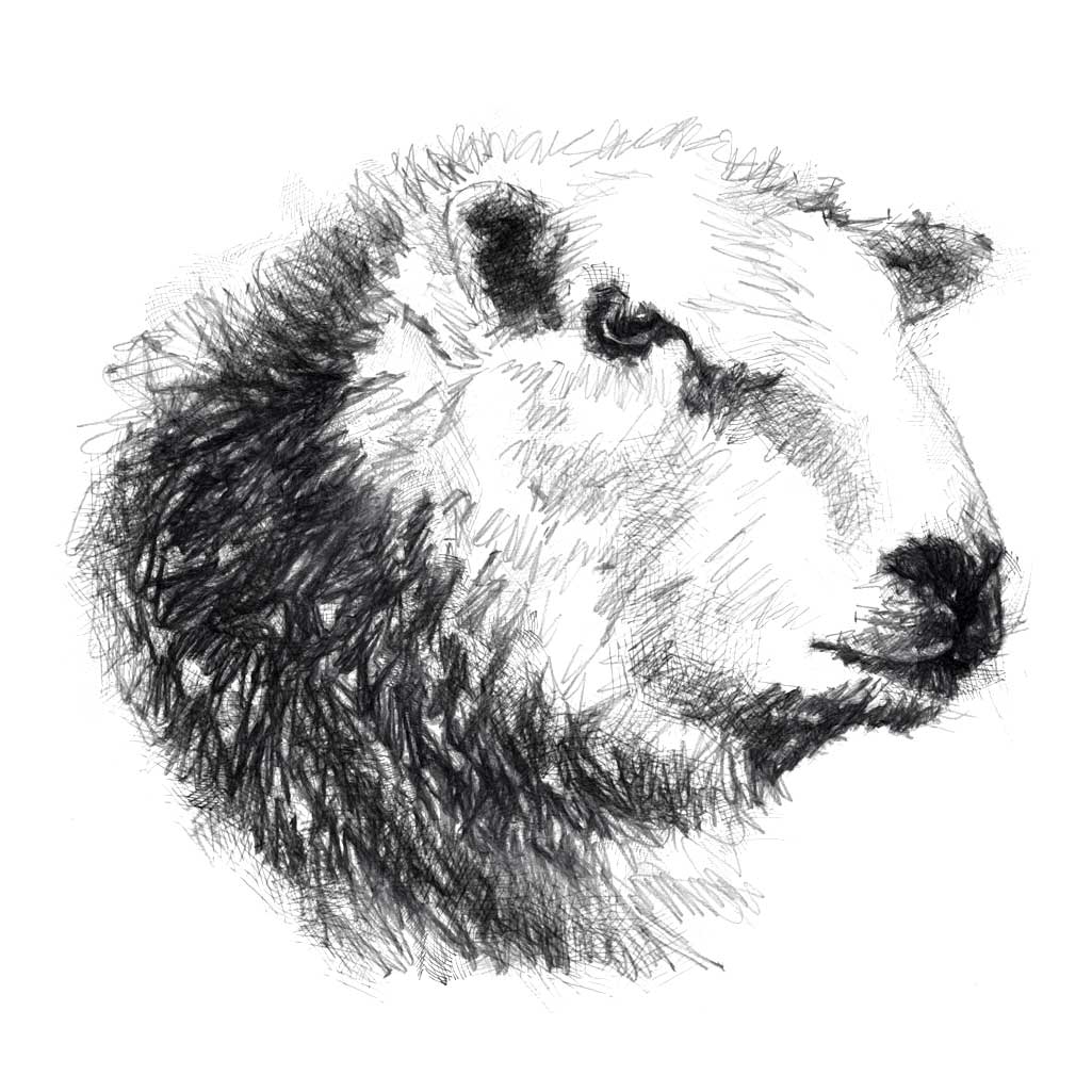Herdwick ram