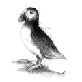 Puffin