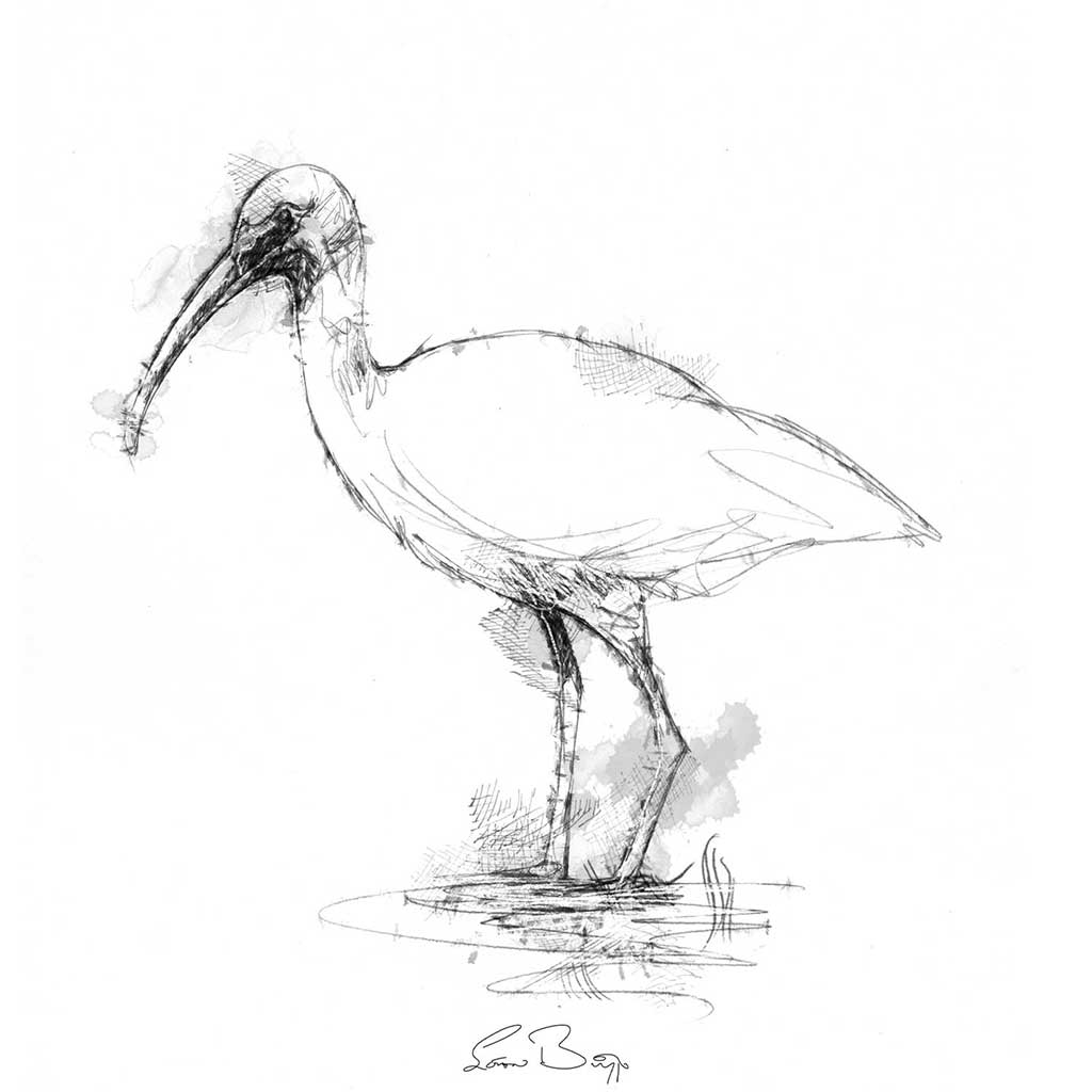 White Ibis