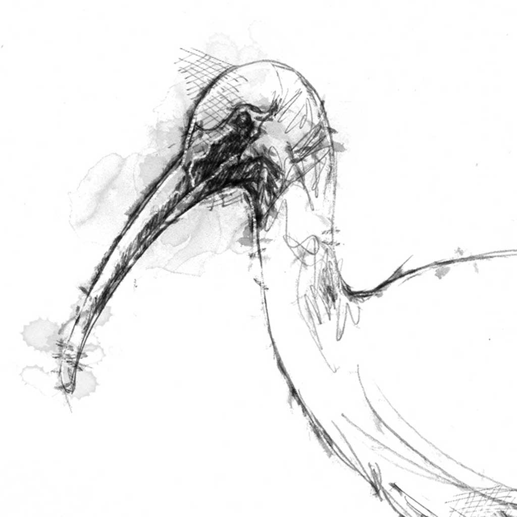 White Ibis