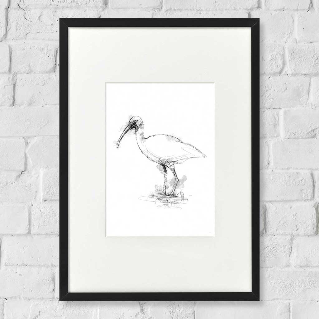 White Ibis
