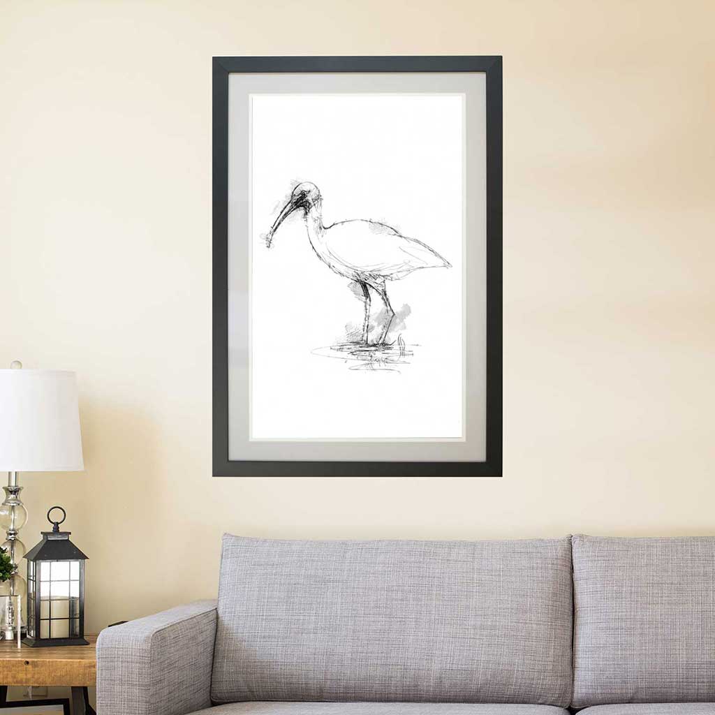 White Ibis