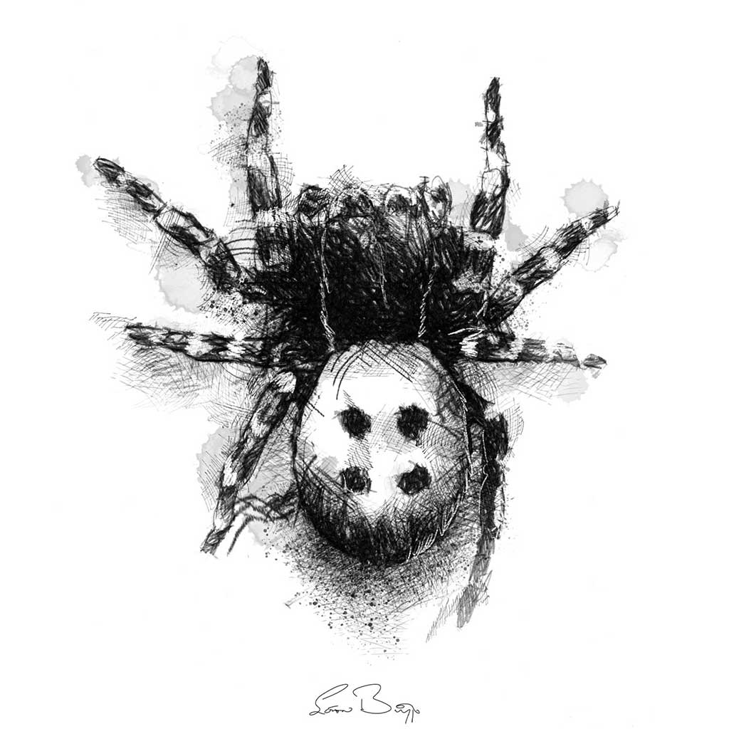 LadyBird spider