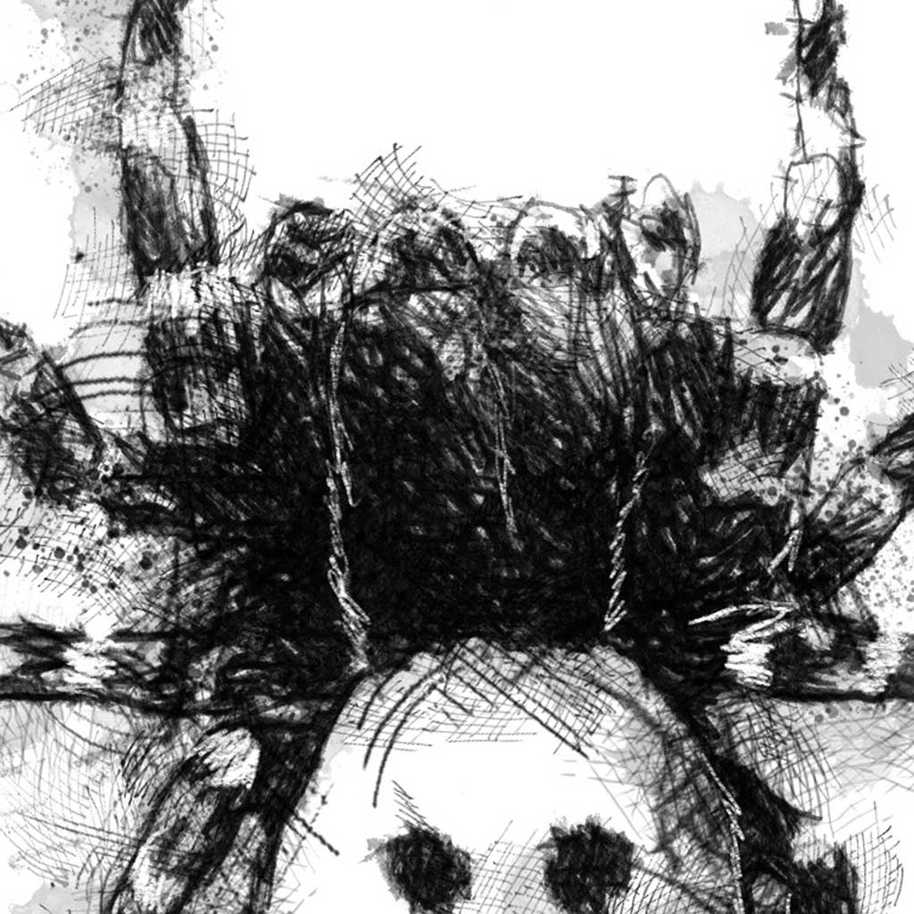 LadyBird spider
